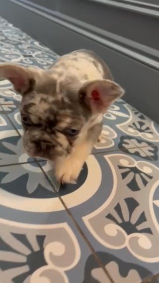 White & Lilac Merle French Bulldog Girl