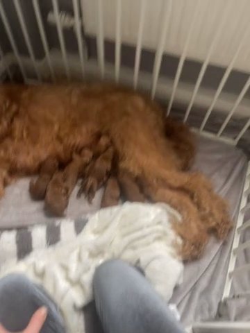 Red Australian Labradoodle x Mini poodle