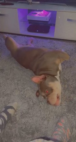Lilac Tri Pocket Bully Stud