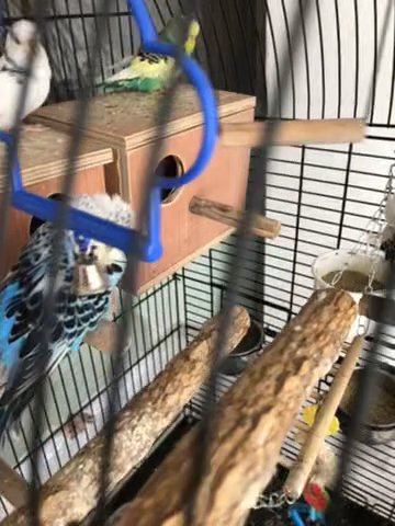 5 Breedable Budgies With Cage And Accessories