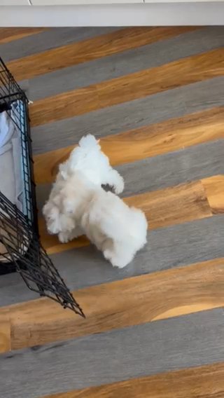 Maltese