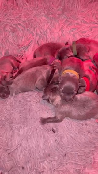 A Stunning Litter of Ten Blue Puppies ??
