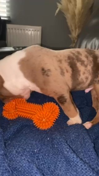 Merle American Bully