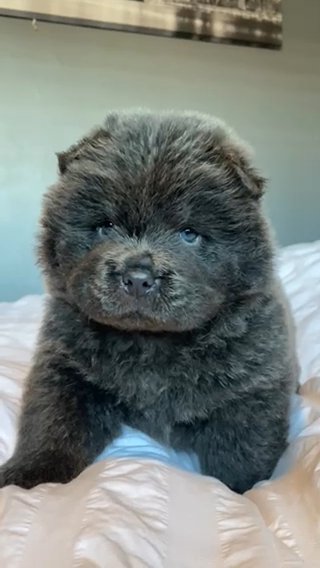 READY NOW!Top Quality Blue Chow Chow Puppies