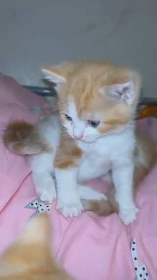 Kitten For Sale
