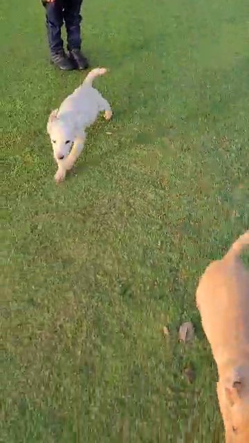 Golden love adore puppies