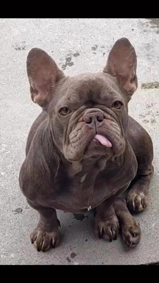 Isabella Female 2 Years Old