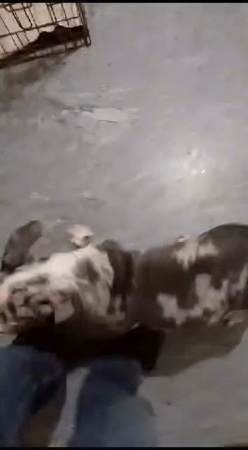 American bully not xl