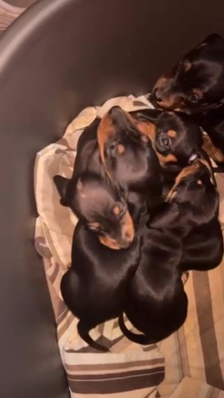 dachshund puppies