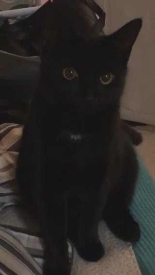 my lovely bombay cat needs a male cat for mating urgently shes so loving and energetic!
