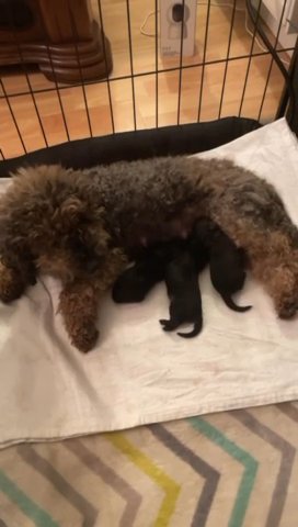 Fluffy F1b Teddy Bears Poochon Puppies For Sale