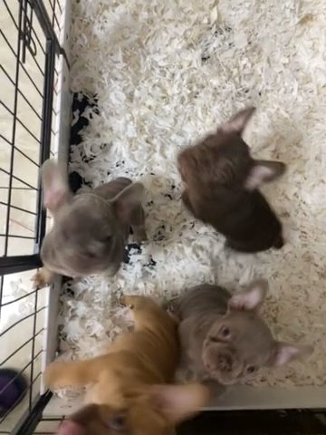 ISABELLA, ROJO, MERLES MIXED LITTER