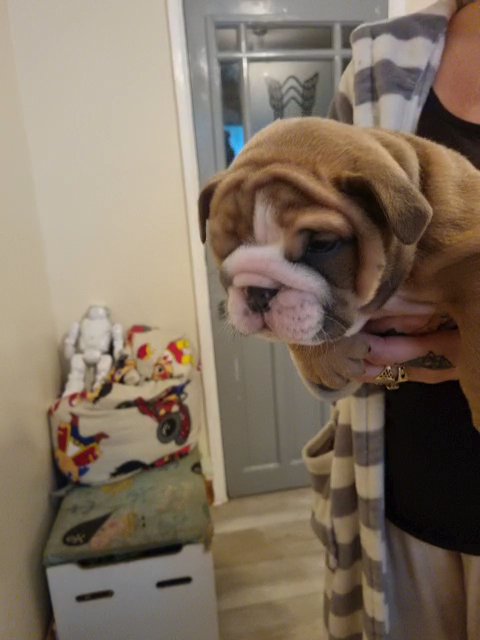 bulldogs