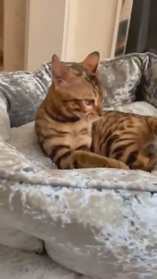 ❤️❤️Bengal Boy with Top of the Range of Healing Purrs.❤️❤️