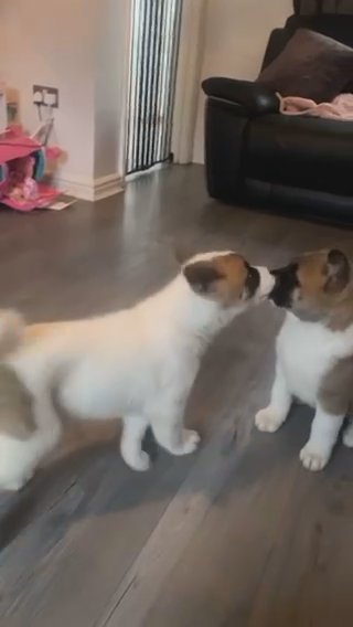 American Akita