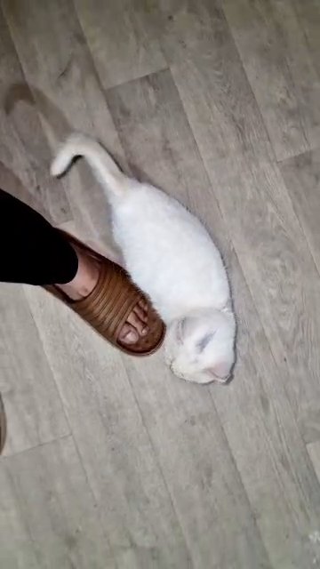 British Shorthair Male Kittens