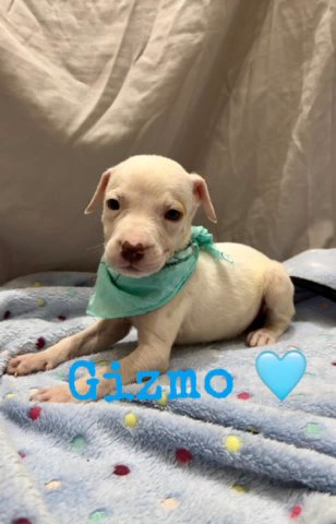 Staffordshire Bull Terrier Pups