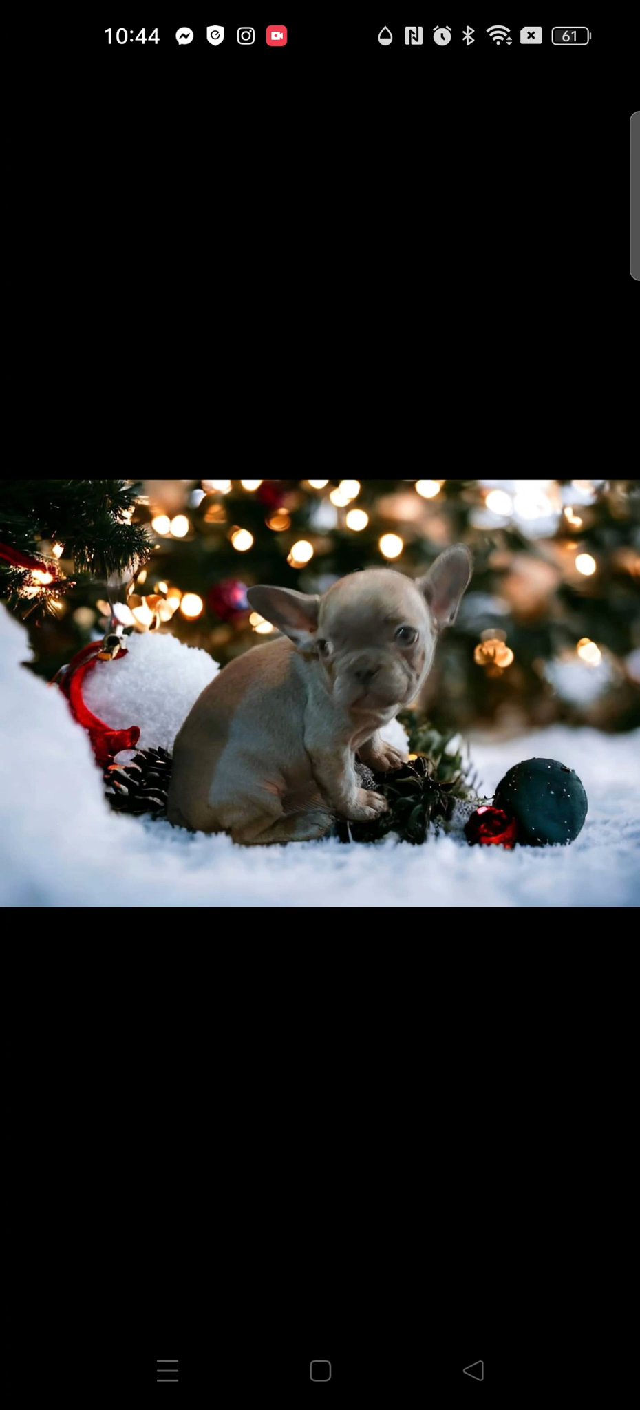 french bulldog puppies
