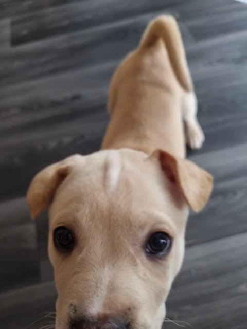 Frenchie-Peis puppy