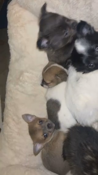 Pomchi Puppies