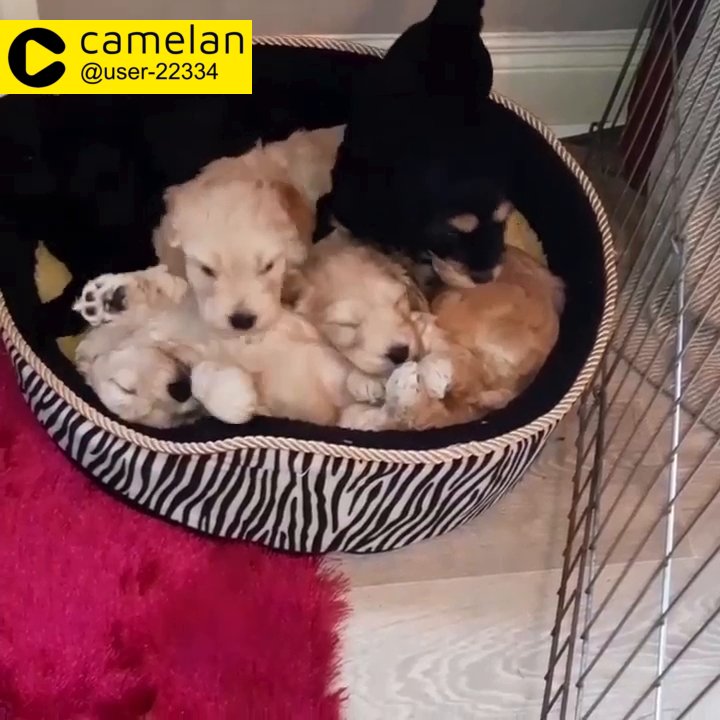 willing-to-learn Cockapoo puppies