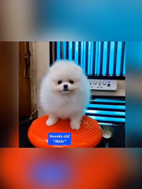 Pomeranian