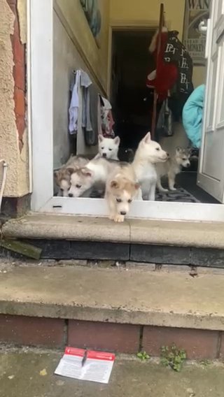 beautiful husky puppies