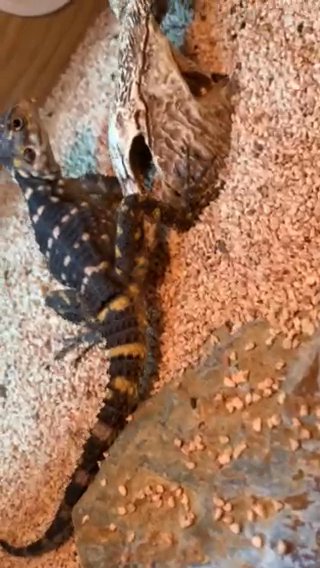 orange spotted agama with enclosure