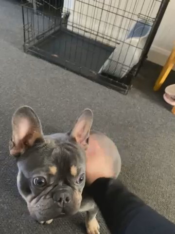 Beautiful Frenchie