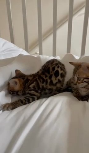 STUNNING BENGALS, 1 GIRL LEFT
