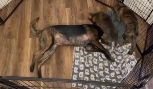 Dutch Herder Puppies