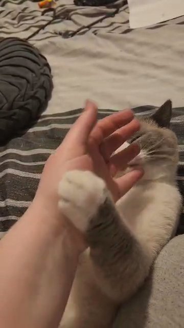 Male ragdoll x british shorthair stud