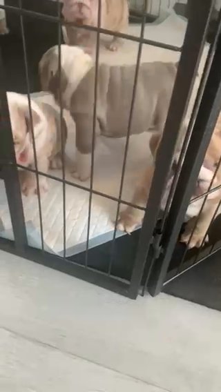 English Bulldog Puppies Last Pup 1 Girl Left