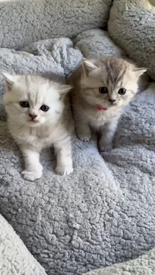 Rare Persian Fold Mix