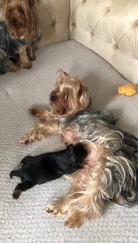 Pedigree miniature Yorkshire terriers girl