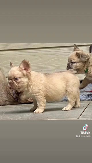 New Shade Fluffy French Bulldog Girl ?
