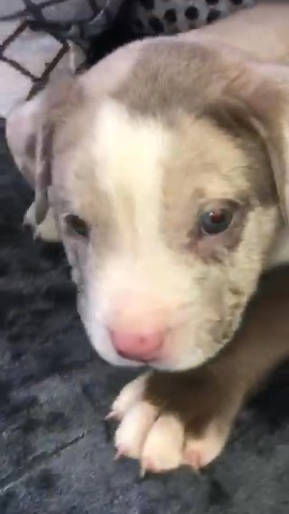 chocolate Merle male