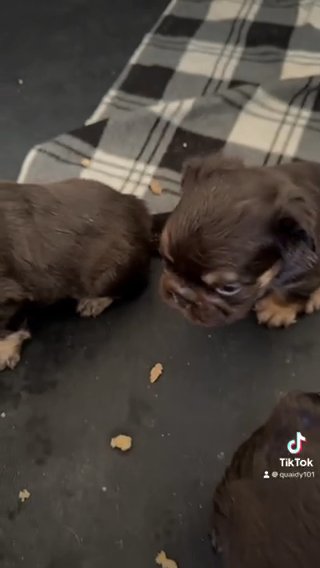 Fluffy Big Rope Frenchies