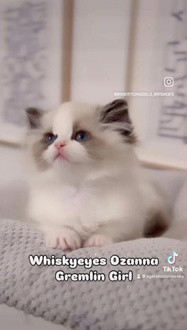 Dolly Faces Ragdolls Great For Cat Therapy