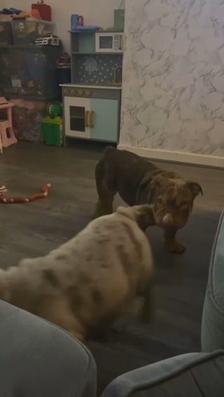 TOP QUALITY ENGLISH BULLDOG