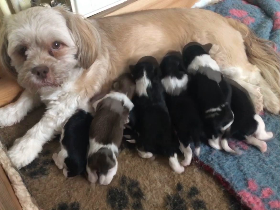 puppies feeding with mum