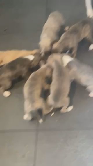 Whippet Puppies