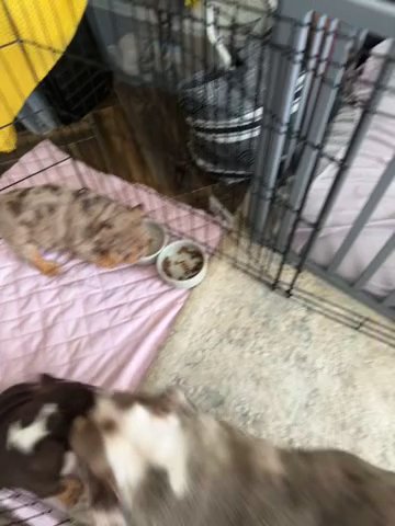 1 Beautiful British Bull Dog Puppy For Sale