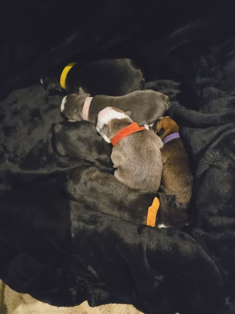 english bulldog puppies