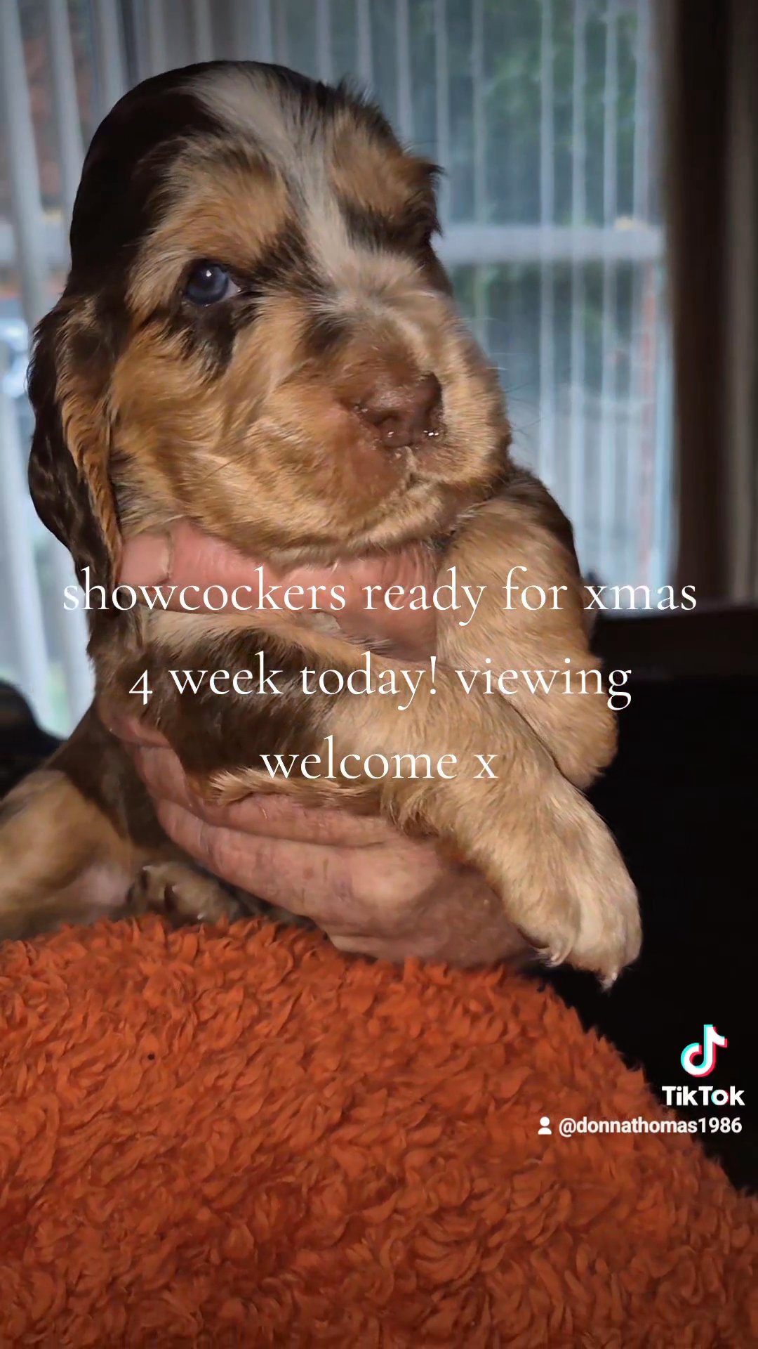 show type cocker spaniels