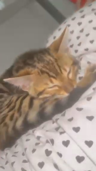 Bengal Kitten For Sale