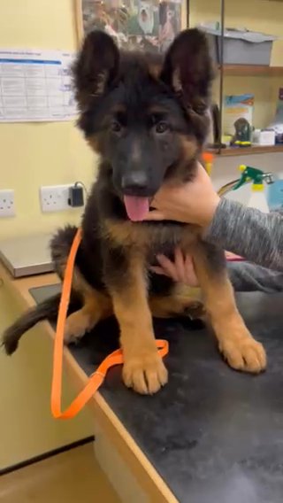 German Shepherd GIRL
