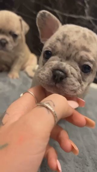 Merle Frenchies