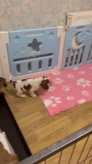 ❤️Beautiful Kc Show type Cocker Spaniel Puppies