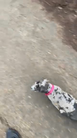 Rare Merle Cane Corso x BullMasiff (Female)